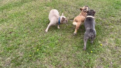 Mercy and Halo’s AKC First Litter Due November 2026!, a  French Bulldog for sale in Kalispell, MT – 7 of 10