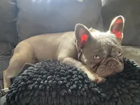 Mercy and Halo’s AKC First Litter Due November 2026!, a  French Bulldog for sale in Kalispell, MT – 8 of 10
