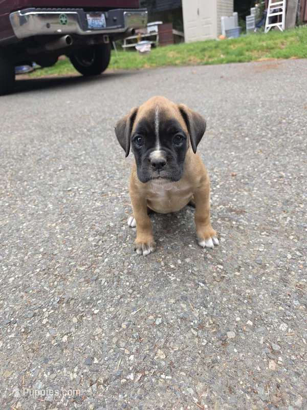 AKC Fawn female – Boxer puppy for sale in Covington, WA