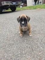 AKC Fawn female, a female Boxer for sale in Covington, WA – 1 of 3