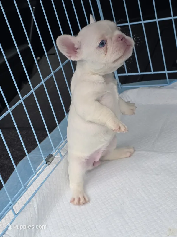 White girl – French Bulldog puppy for sale in Covington, WA