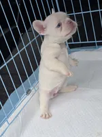 White girl, a female French Bulldog for sale in Covington, WA – 1 of 4