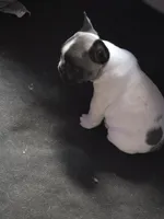 Male pied, a male French Bulldog for sale in Covington, WA – 2 of 4