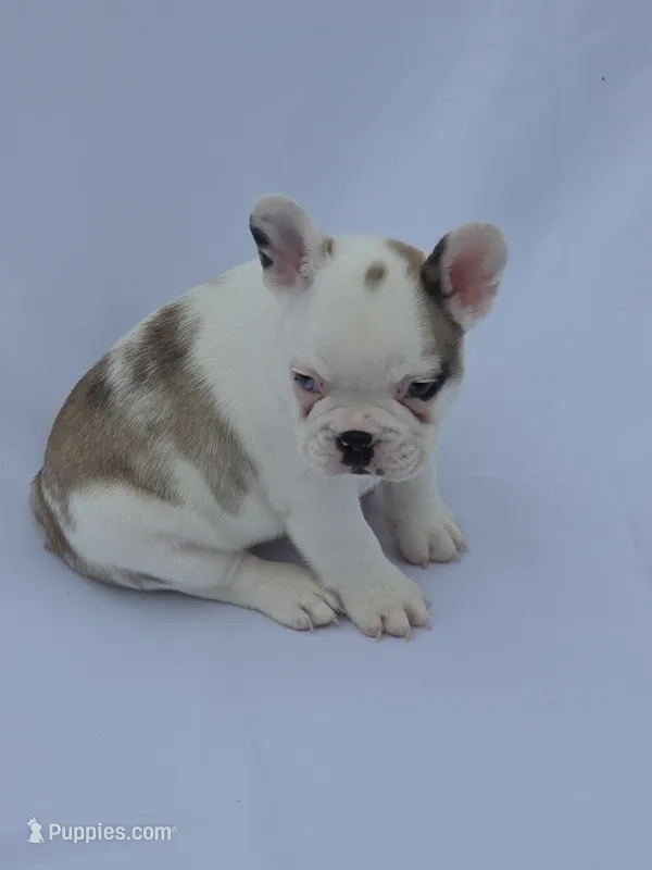Koi female – French Bulldog puppy for sale in Covington, WA