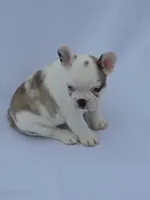 Koi female, a male French Bulldog for sale in Covington, WA – 1 of 3