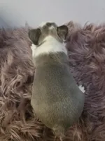 Isabella male, a male French Bulldog for sale in Covington, WA – 2 of 3