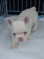 White girl, a female French Bulldog for sale in Covington, WA – 2 of 4