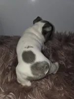 Male pied, a male French Bulldog for sale in Covington, WA – 4 of 4
