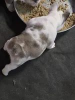 Koi female, a male French Bulldog for sale in Covington, WA – 3 of 3