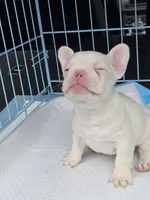 White girl, a female French Bulldog for sale in Covington, WA – 4 of 4