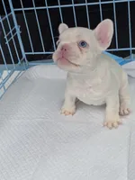 White girl, a female French Bulldog for sale in Covington, WA – 3 of 4