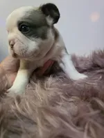 Isabella male, a male French Bulldog for sale in Covington, WA – 3 of 3