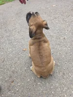 AKC Fawn female, a female Boxer for sale in Covington, WA – 2 of 3