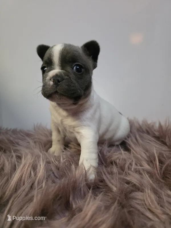 Male pied – French Bulldog puppy for sale in Covington, WA