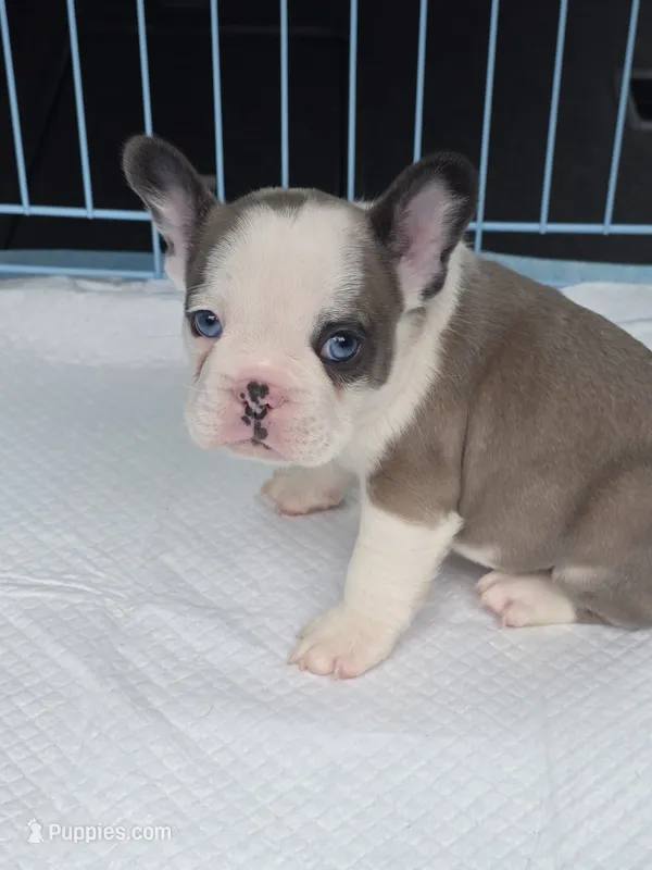 Isabella male – French Bulldog puppy for sale in Covington, WA