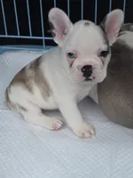 Koi female, a male French Bulldog for sale in Covington, WA – 2 of 3