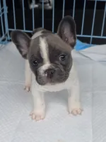Male pied, a male French Bulldog for sale in Covington, WA – 3 of 4