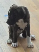 Saki , a female Bernese Mountain Dog and Boxer for sale in North Augusta, SC – 2 of 2