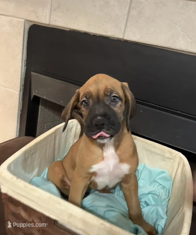 Potato – Bernese Mountain Dog, Boxer puppy for sale in North Augusta, SC