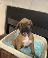 Potato, a female Bernese Mountain Dog and Boxer for sale in North Augusta, SC – 1 of 1
