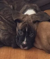 Arrow, a male Bernese Mountain Dog and Boxer for sale in North Augusta, SC – 2 of 2