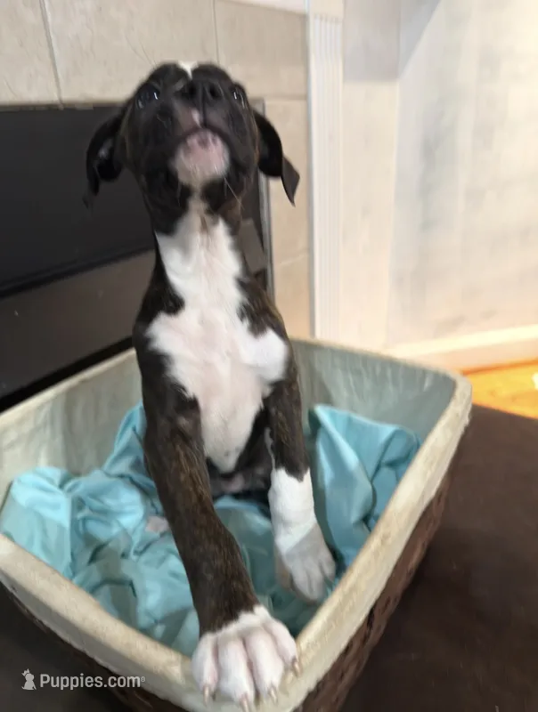 Saki  – Bernese Mountain Dog, Boxer puppy for sale in North Augusta, SC