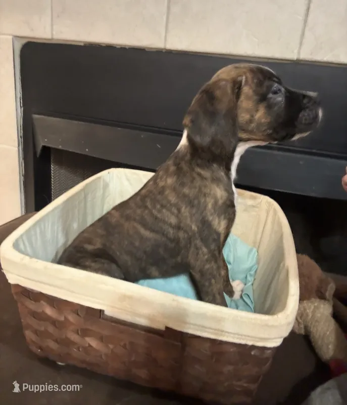 Arrow – Bernese Mountain Dog, Boxer puppy for sale in North Augusta, SC
