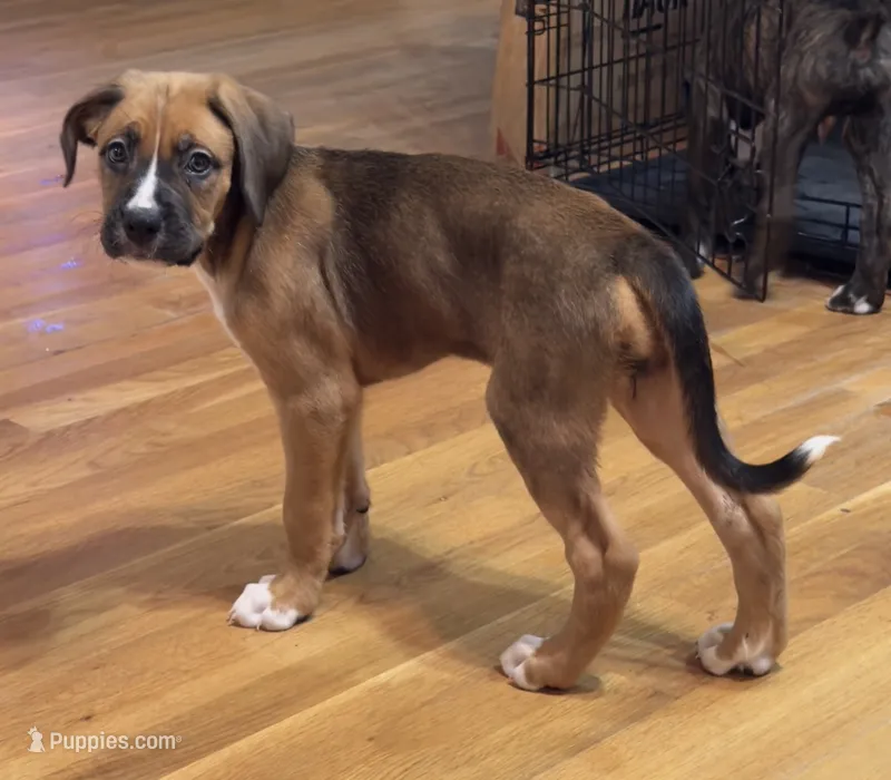 Beauty – Bernese Mountain Dog, Boxer puppy for sale in North Augusta, SC