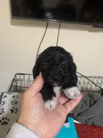 Zoe, a female Yorkipoo for sale in Hayward, CA – 1 of 2