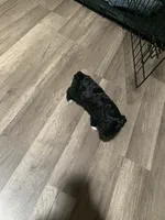 Daisy, a female Yorkipoo for sale in Hayward, CA – 2 of 2
