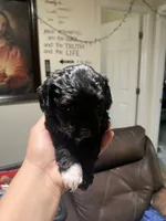 Daisy, a female Yorkipoo for sale in Hayward, CA – 1 of 2