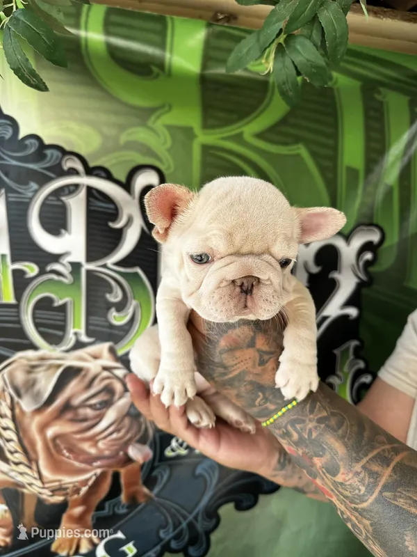 Lola  – French Bulldog puppy for sale in California, CA