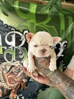 Lola , a female French Bulldog for sale in California, CA – 1 of 7
