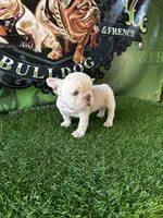 Lola , a female French Bulldog for sale in California, CA – 5 of 7