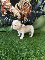 Lola , a female French Bulldog for sale in California, CA – 6 of 7
