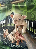 Lola , a female French Bulldog for sale in California, CA – 2 of 7
