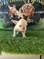 Lola , a female French Bulldog for sale in California, CA – 3 of 7