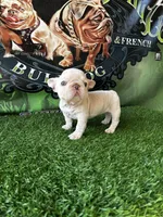 Lola , a female French Bulldog for sale in California, CA – 7 of 7