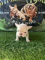 Lola , a female French Bulldog for sale in California, CA – 4 of 7