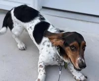 Maple Grace, a female Basset Hound for sale in Wilmington, NC – Photo 2 of 4