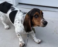 Maple Grace, a female Basset Hound for sale in Wilmington, NC – Photo 3 of 4