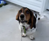 Maple Grace, a female Basset Hound for sale in Wilmington, NC – Photo 4 of 4