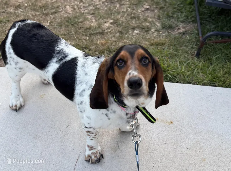 Maple Grace – Basset Hound puppy for sale in Wilmington, NC