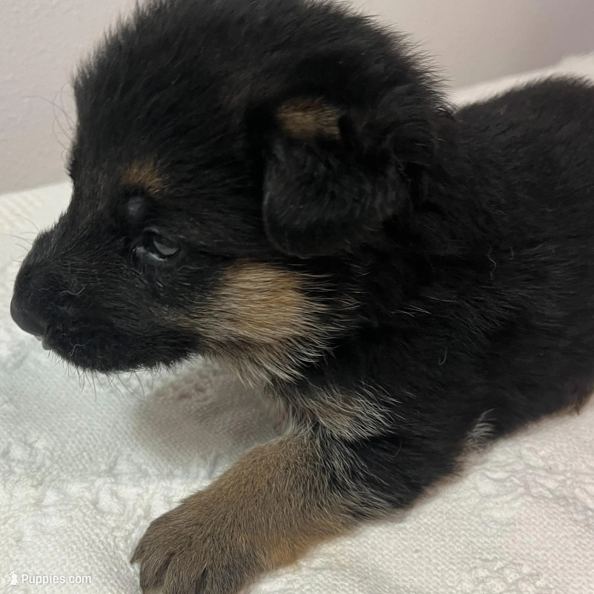Pink girl – German Shepherd Dog puppy for sale in Green Forest, AR