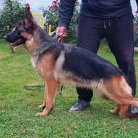 Orange boy, a male German Shepherd Dog for sale in Green Forest, AR – Photo 2 of 4