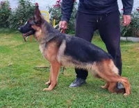 Valentine, a female German Shepherd Dog for sale in Green Forest, AR – Photo 1 of 2