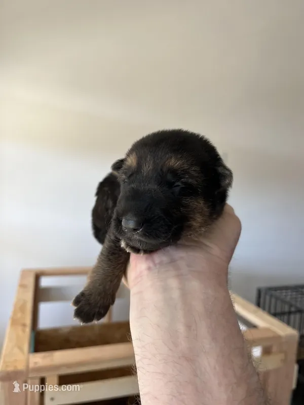 Orange boy – German Shepherd Dog puppy for sale in Green Forest, AR