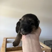 Orange boy, a male German Shepherd Dog for sale in Green Forest, AR – Photo 1 of 4