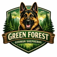 Orange boy, a male German Shepherd Dog for sale in Green Forest, AR – Photo 4 of 4
