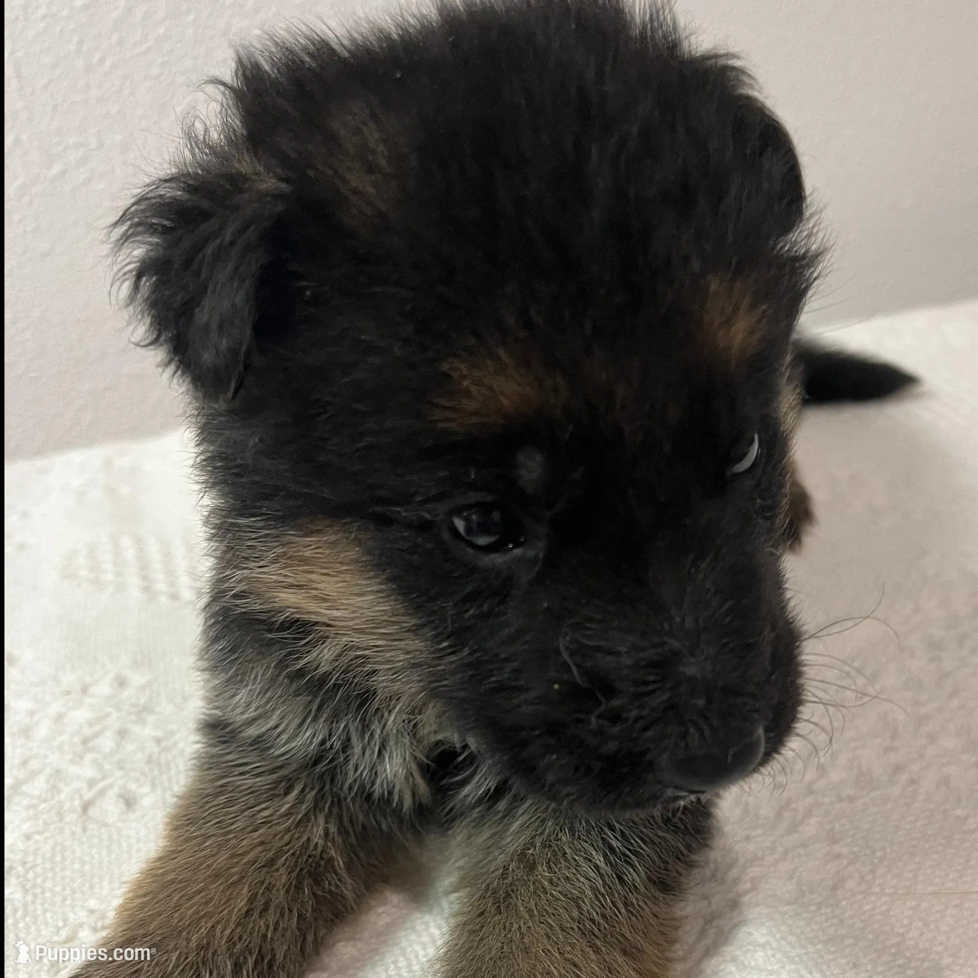 Yellow girl – German Shepherd Dog puppy for sale in Green Forest, AR